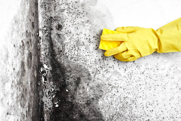 Forensic Mold Investigation in Afton, WY