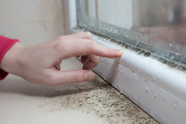 Trusted Afton, WY Mold Removal Experts